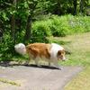 This is the first image of "Mick", a friend's dog, who came to her from the collie rescue program. He's no longer with us, but he was a great dog.